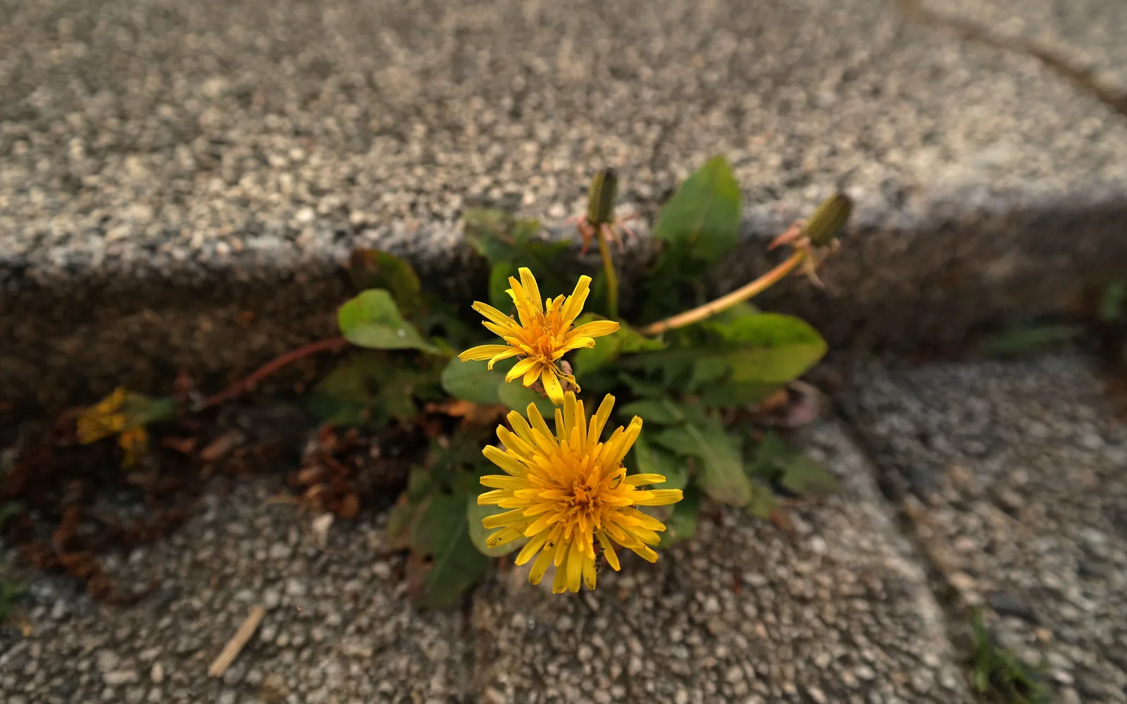 Teremtésvédelmi kalendárium – A pitypangok üzenete